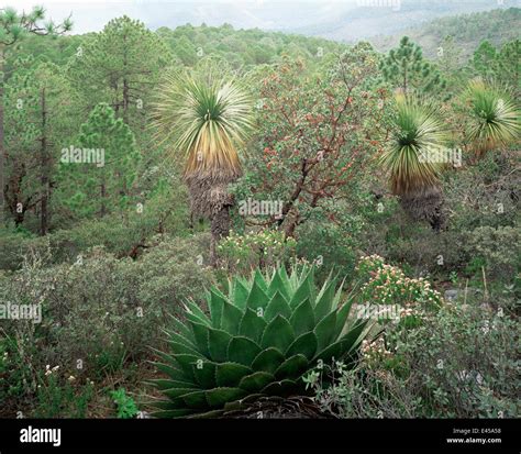 Agave Agave Montana In Mountain Habitat In The Sierra Madre Oriental