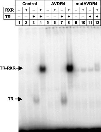 TR RXR Heterodimers Can Bind Specifically To The DR4 Element Of The