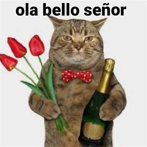 Gato romántico | Cute cats and kittens, Cats and kittens, Cute cats