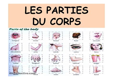 LES PARTIES DU CORPS Partie Du Corps Corps Feuille De Calcul