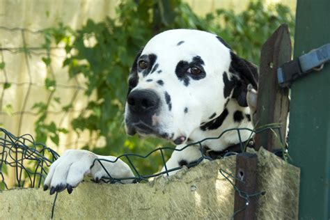 Salivary Gland Swelling in Dogs - Symptoms, Causes, Diagnosis ...