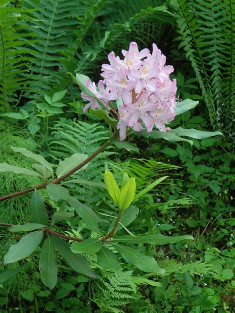 Rhododendron Alppiruusu Ponticum Roseum Mustila