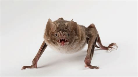 Vampire Bat Bite