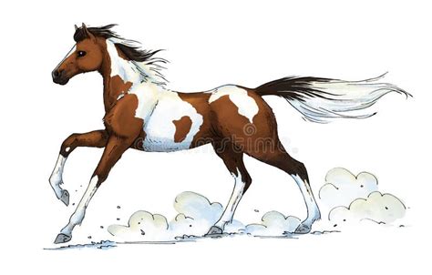 Pinto Horse Stock Illustrations 166 Pinto Horse Stock Illustrations