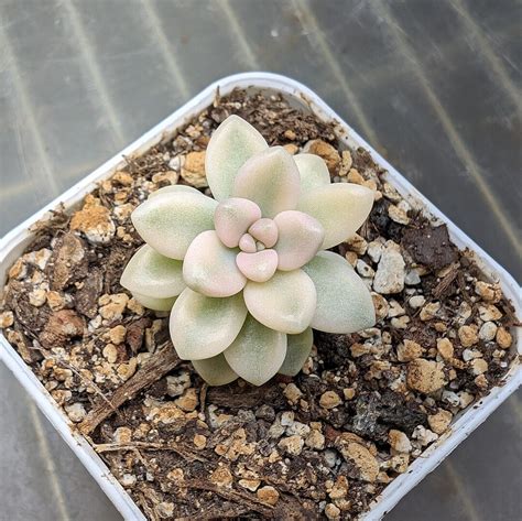 Graptopetalum Mirinae Variegated EXTRA RARE Hybrid Succulent Etsy