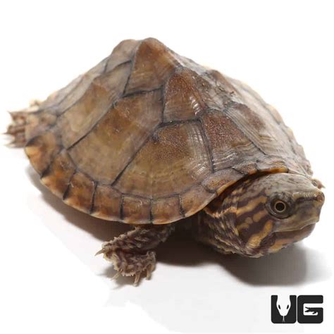 Baby Razorback Musk Turtles For Sale - Underground Reptiles