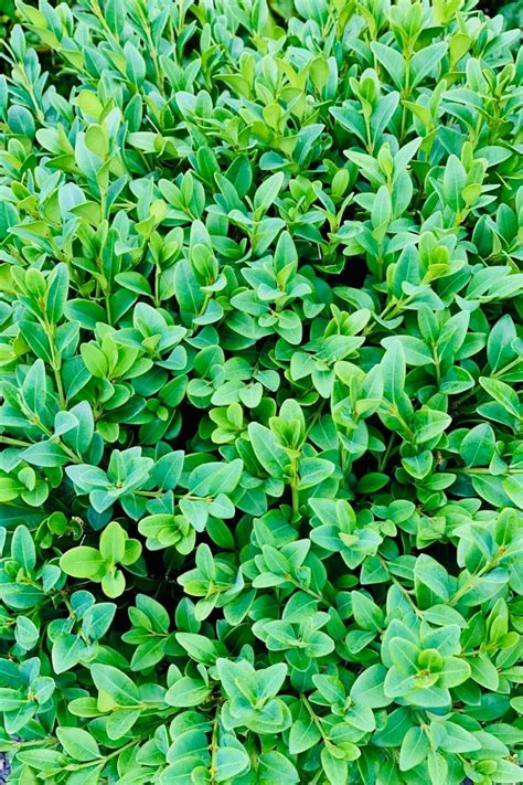Boxwood Green Velvet Chalet