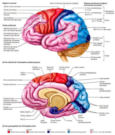 parties du cerveau et fonctions การศกษา ชววทยา เรอนรางมนษย