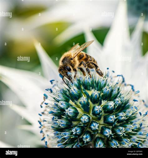 Miele Ape Apis Mellifera Sul Fiore Immagini E Fotografie Stock Ad Alta