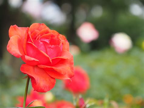 무료 이미지 꽃잎 장미 꽃 빨간 식물학 플로라 꽃들 플로리 분다 매크로 사진 꽃 피는 식물 정원 장미 장미