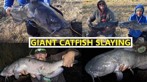 How To Catch Huge Catfish Easily Colorado Catfish Youtube