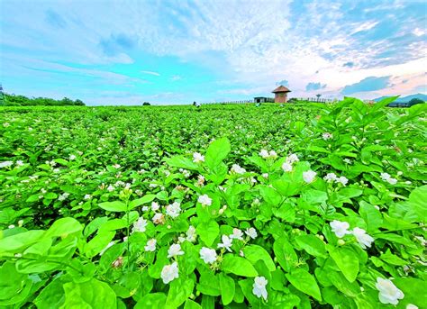 第四届世界茉莉花大会、2022年中国（横州）茉莉花文化节开幕