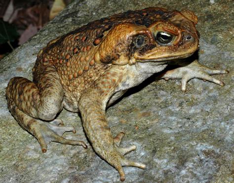 True Toads Parotid Gland A Fascinating Feature