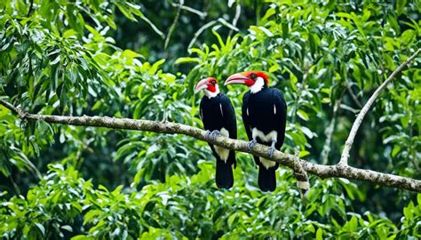 Climate Threats to Helmeted Hornbill Habitat