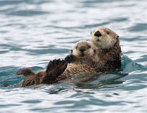 23 Photos Of Animals And Their Parents That Will Melt Your Heart. The ...