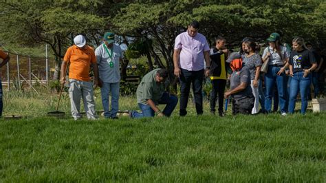 Alcaldía arranca siembra de grama del Plan Maracaibo Verde