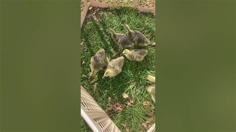 Baby Toulouse Geese On Fresh Grass Goslings Babies Chicks Homestead