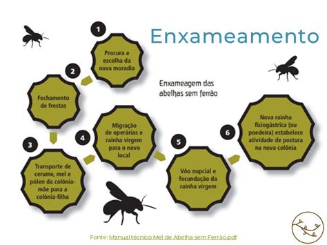 Meliponicultura Abelhas Nativas Sem Ferr O Naativa