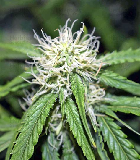 Northern Lights Autoflower Seeds Herbies Seeds