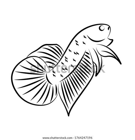 Betta Wild Line Art Minimalist Vector Stock Vector Royalty Free