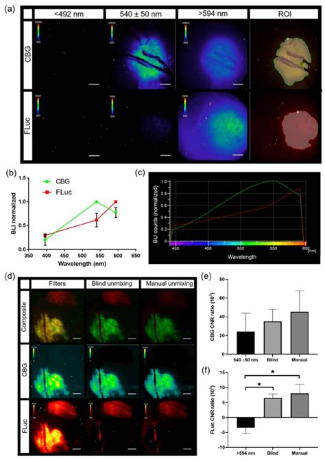 Generation Of Pure In Vivo Bioluminescence Spectra For Spectral