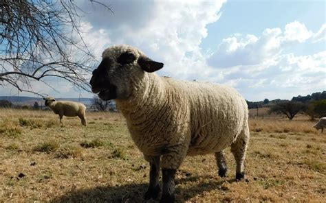 9 Breeds of Sheep That Look Like Goats - Homestead Geek