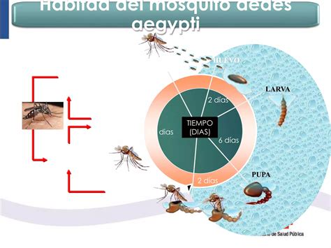 Dengue Enfermedad Lili Taps El Oro Ppt