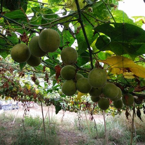 Dried Monk Fruit Siraitia Grosvenorii Luo Han Guo Big Etsy Uk