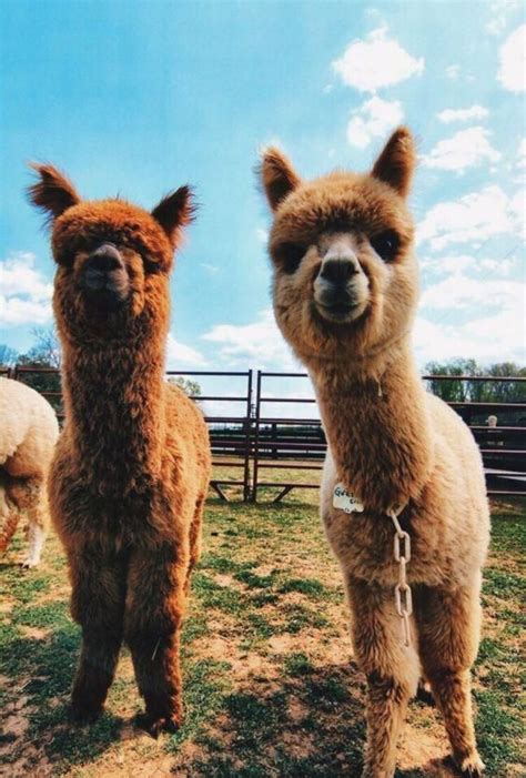 Funny Llama Alpaca Pictures Hilarious Make You Smile Cute Animals