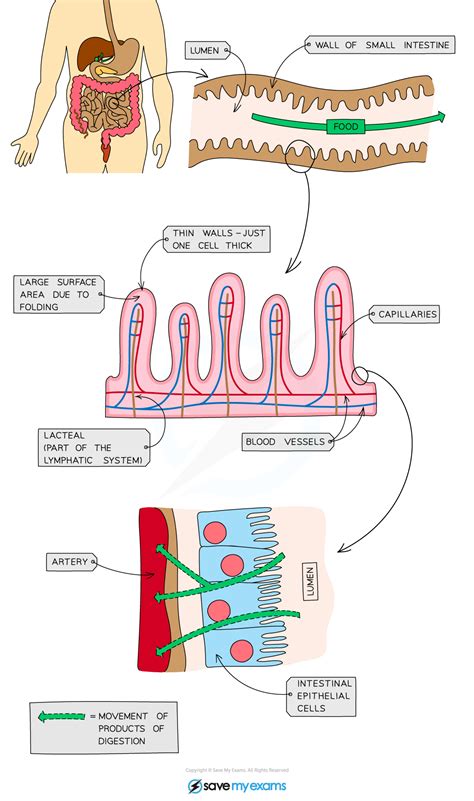 Edexcel Igcse Biology Double Science Absorption