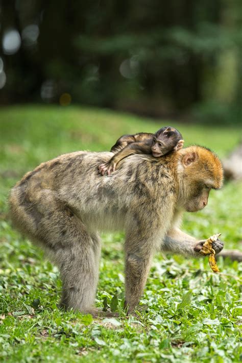 Macaco Bebê Preto Em Cima De Macaco Marrom Parado Na Grama Verde · Foto