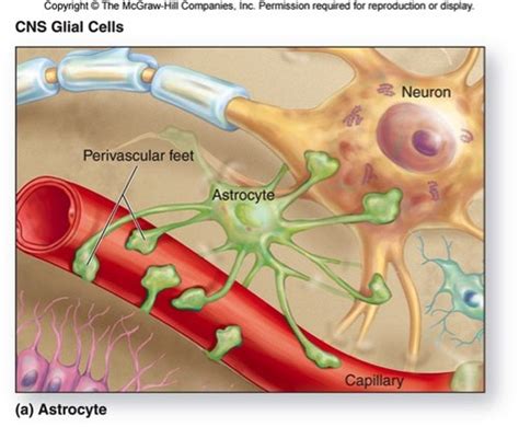 Chapter Nervous System And Tissue Flashcards Quizlet