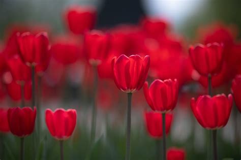 Signification Et Symbolisme Des Tulipes Le Guide Du Fleuriste