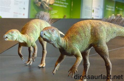 Fruitadens Pictures And Facts The Dinosaur Database