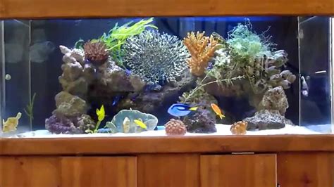 Wide 100 Gallons Saltwater Marine Fowlr Aquarium With Emperor Angelfish