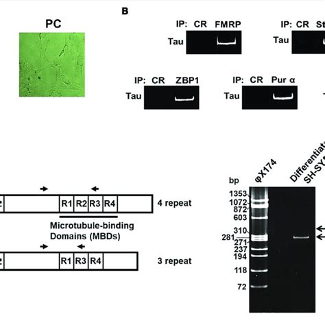 Tau MRNA Interacts With MRNA Binding Proteins And Is Expressed In