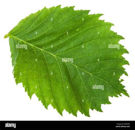 green leaf of Elm tree (ulmus laevis, european white elm, fluttering elm, spreading elm, stately ...