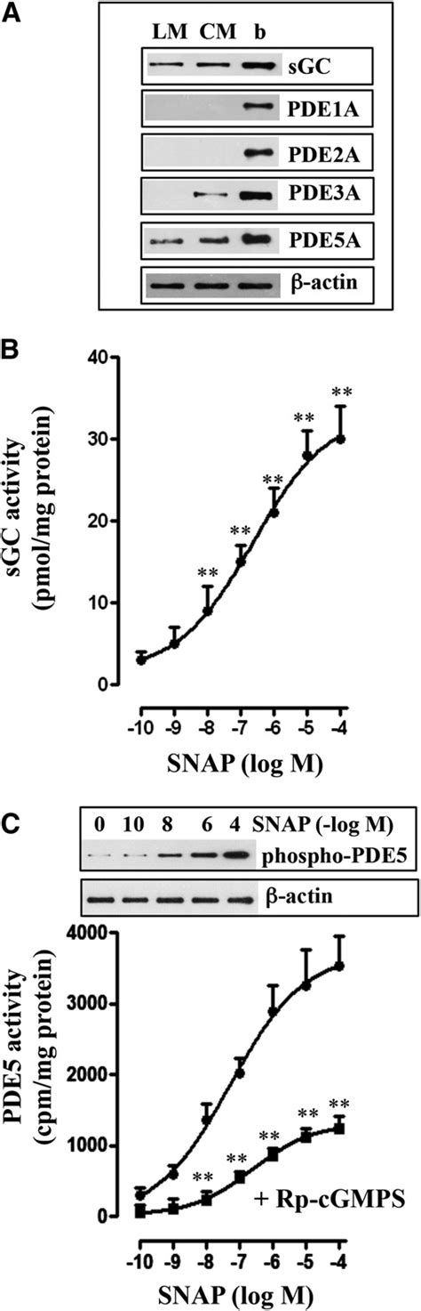 Expression Of Sgc And Cgmp Hydrolyzing Pdes In Circular And