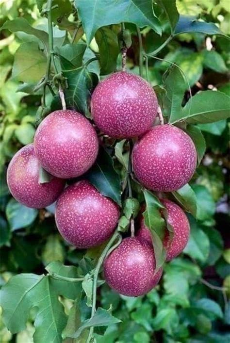 Pin By On Fruits Passion Fruit Plant Fruit Fruit Plants