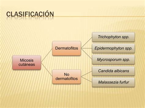 Enfermedades Cutáneas Producidas Por Hongos1pps