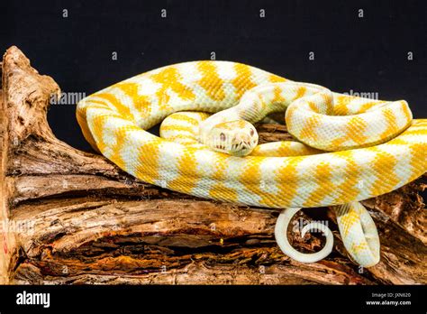 albino darwin carpet python  res stock photography  images alamy