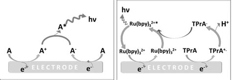 Schematic Diagram Describing The Electron Transfer Reactions