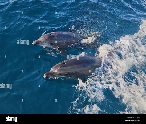 Bottle Nose Dolphins In Strait Of Gibraltar Stock Photo Alamy