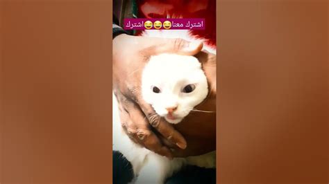 قط مضحك جدا 🐈 شاهد القطة علي نغمة الويندوز🐈😂مواقف مضحكه في القطط🔥قطط