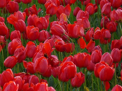 Red Tulip Flowers Tulip Field Tulips Red Closed To Tulpenbluete