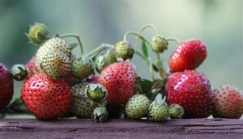 Berry Picking News — Thompson Farms