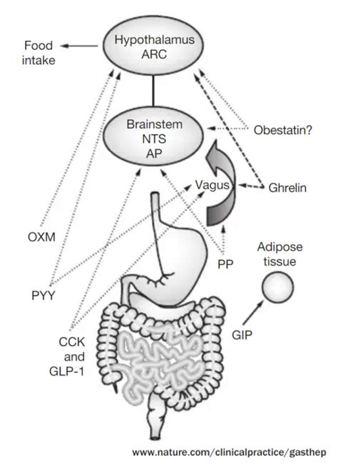 All You Need To Know About Gut Hormones Mexico Bariatric Center®