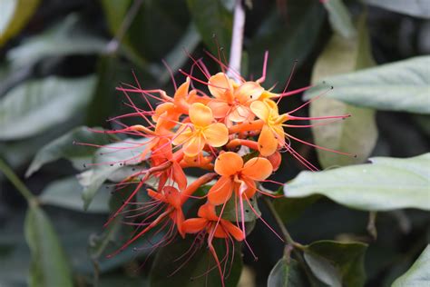 Gambar Menanam Daun Menghasilkan Hijau Sepanjang Tahun Botani