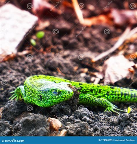 Portrait Of A Small Green Lizard On The Ground Stock Image Image Of