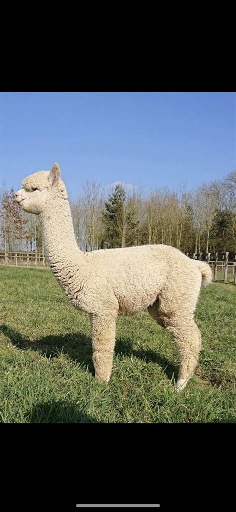 Alpaca From Monty Hilly Ridge Alpacas